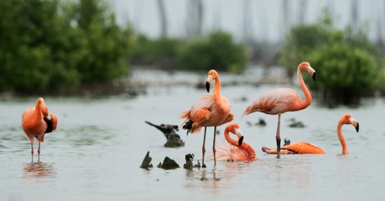 American Flamingo