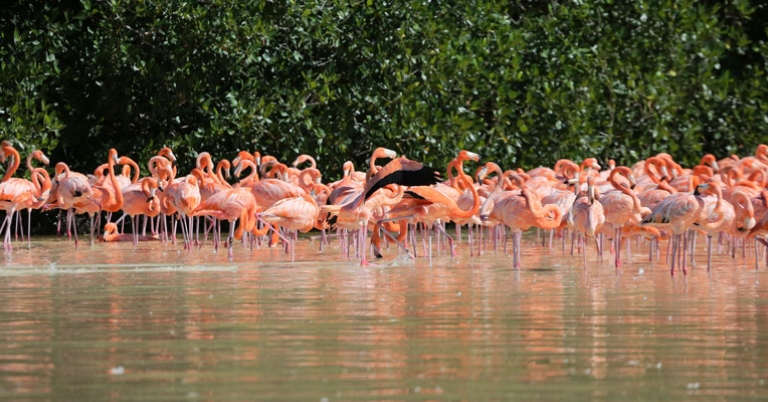 American Flamingos on the Celestun River