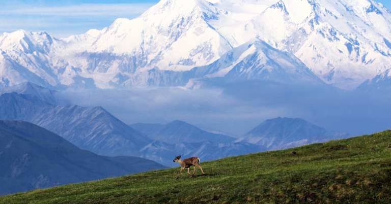 Caribou in Denali National Park, Alaska