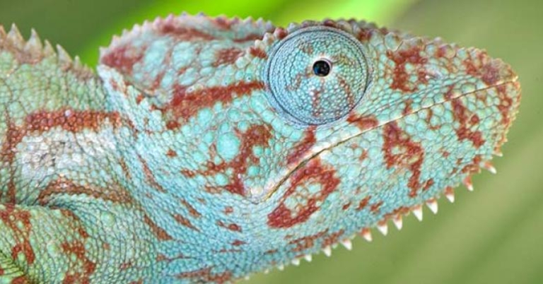 Chameleon