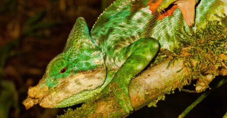 Parson's chameleon