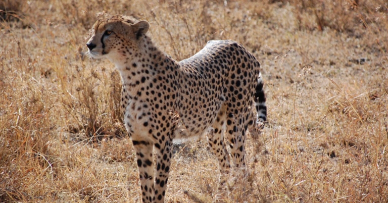 Cheetah in the Seregenti