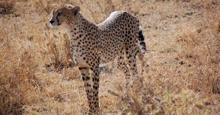 Cheetah in Serengeti National Park