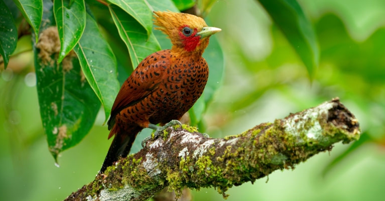Chestnut-colored Woodpecker