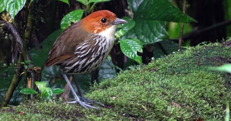 Chestnut-crowned Antpitta at Refugio Paz de las Aves