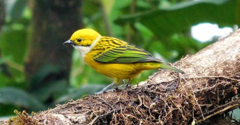 Silver-throated Tanager