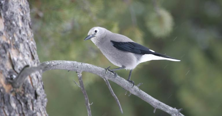 Clark's Nutcracker