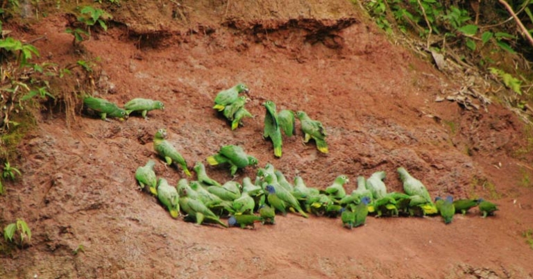 Parrots at clay lick