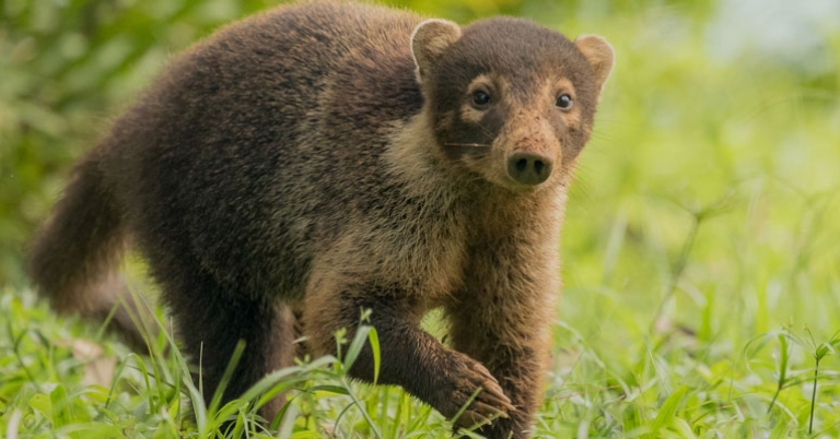 Coati