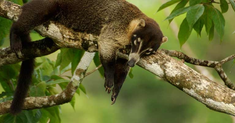 Coati