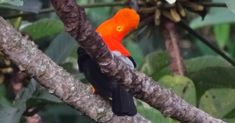 Andean Cock-of-the-rock