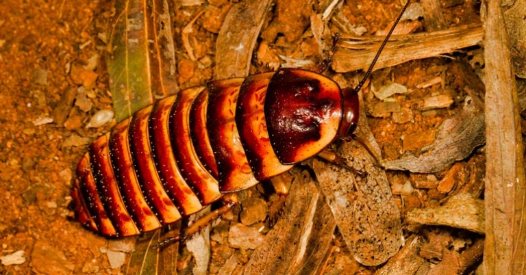 Hissing cockroach