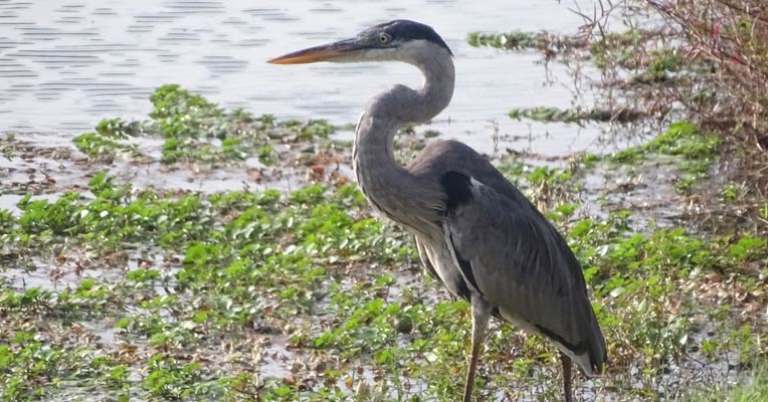 Cocoi Heron