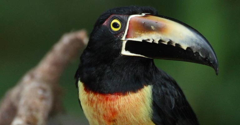 Collared Aracari