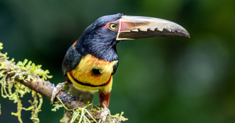 Collared Aracari