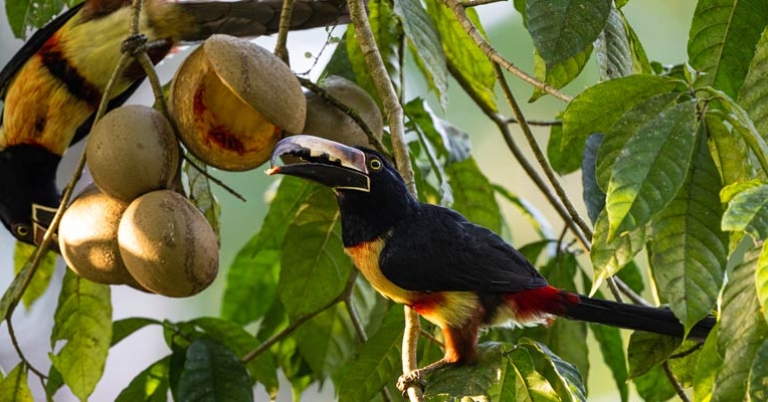 Collared Aracari