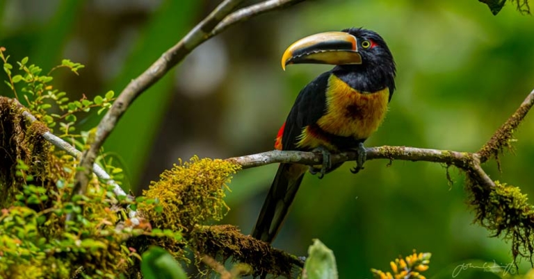Collared Aracari
