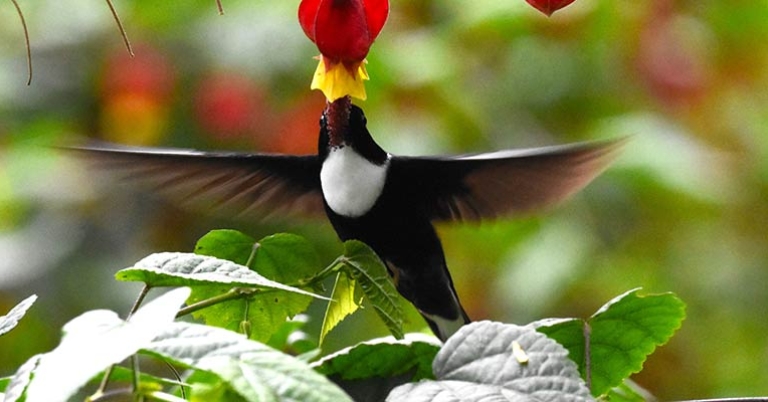 Collared Inca