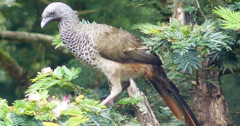 Colombian Chachalaca