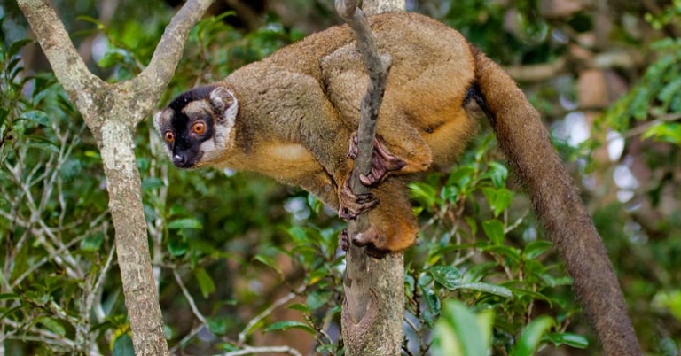 Common brown lemur