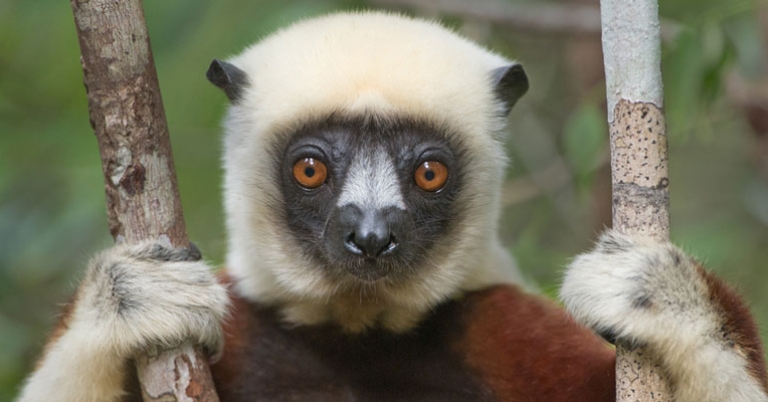Coquerel's sifaka