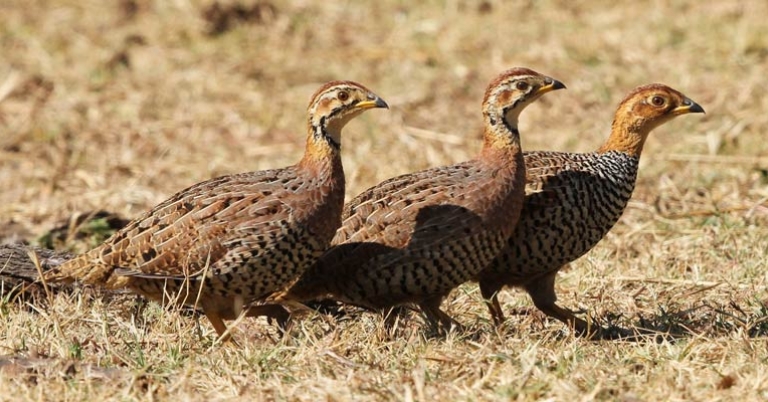 Coqui Francolin