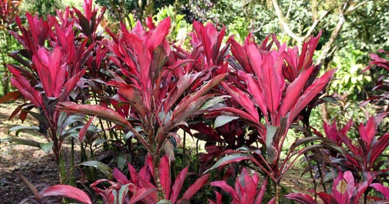 Cordyline at Wilson Botanical Garden
