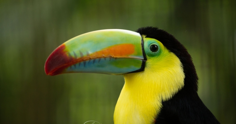 Keel-billed Toucan