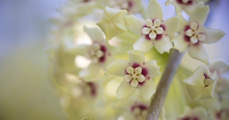 Flower in Costa Rica