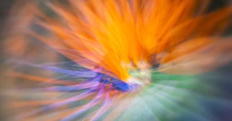 Flower in Costa Rica