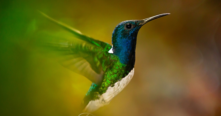 White-necked Jacobin