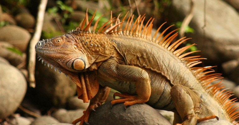 Iguana