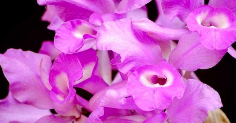 Costa Rica National Flower - Guaria Morada Orchid