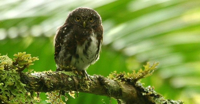 Costa Rican Pygmy-Owl
