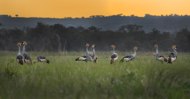 Cranes