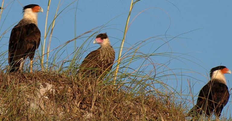 Crested Caracaras