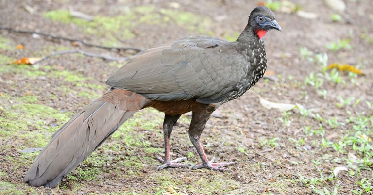 Crested Guan