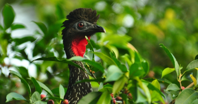 Crested Guan