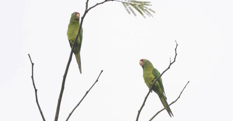 Crimson-fronted Parakeet