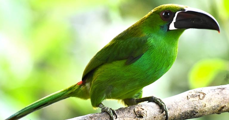 Crimson-rumped Toucanet