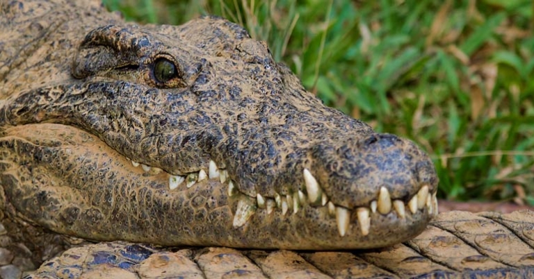 Nile crocodile