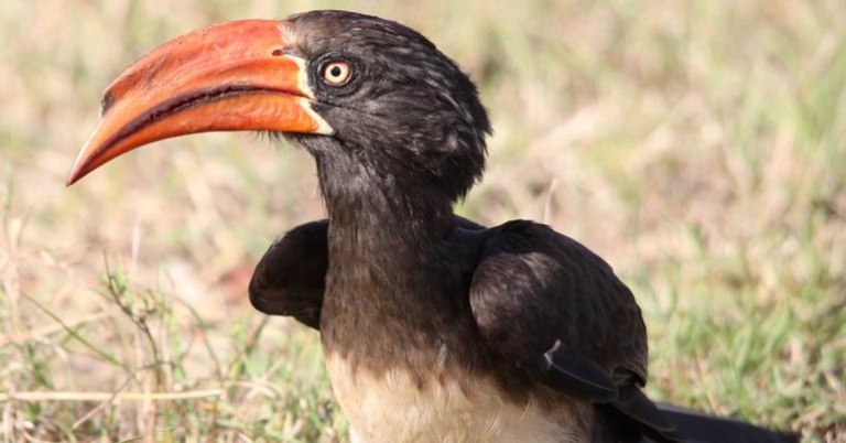 Crowned Hornbill