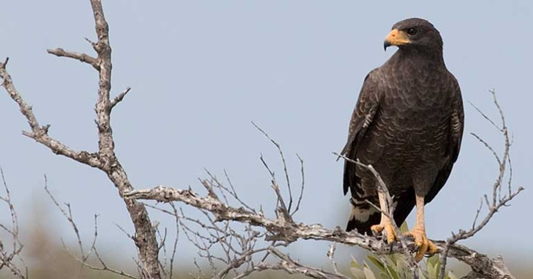 Cuban Black Hawk (Buteogallus gundlachii)
