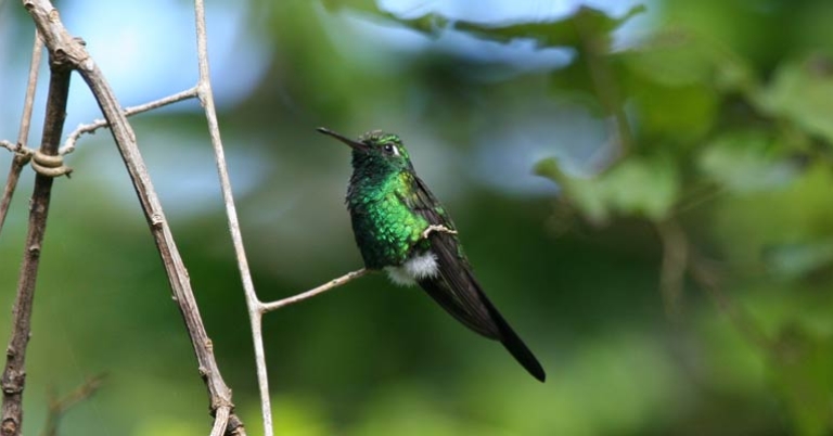 Cuban Emerald (Chlorostilbon ricordii)