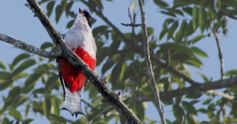 Cuba's national bird, the Cuban Trogon (Priotelus temnurus)