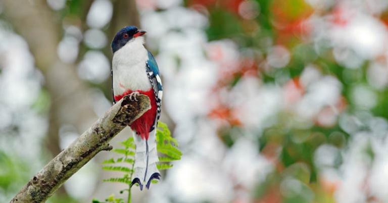 Cuban Trogon