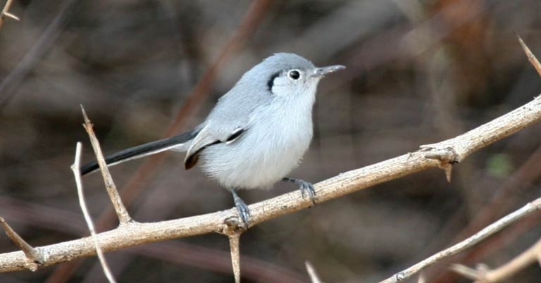 Cuban Gnatcatcher (Polioptila lembeyei)