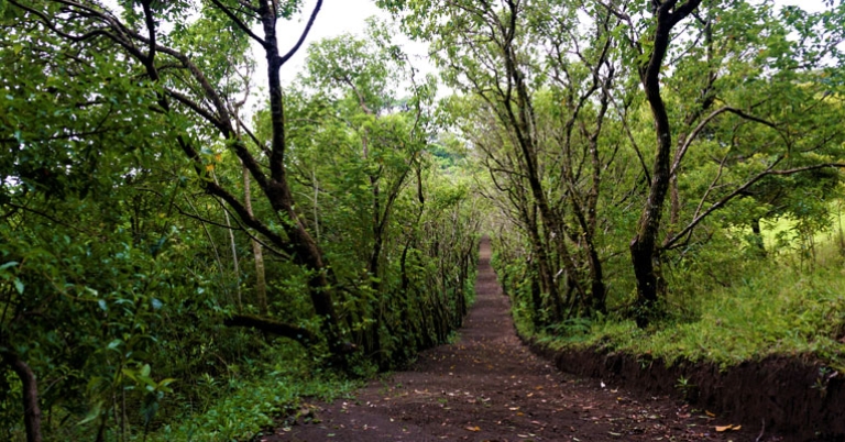 Curi Cancha Reserve trail