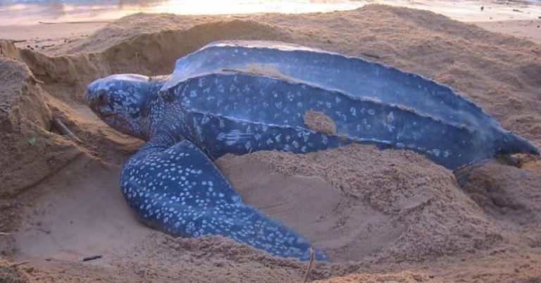 Leatherback Turtle