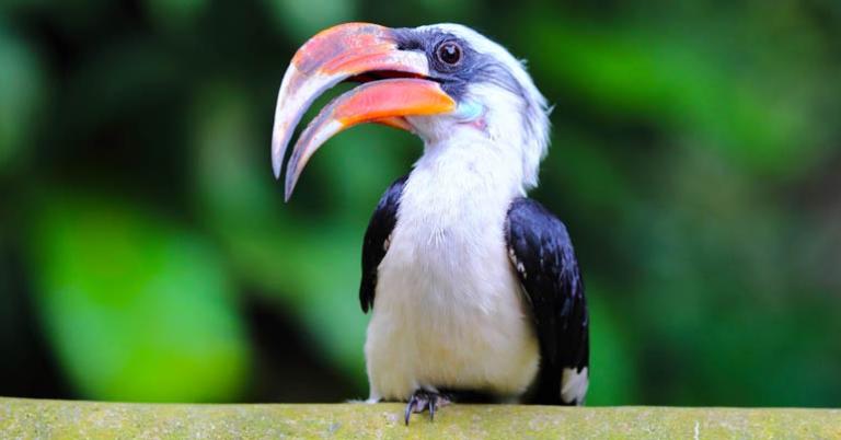 Von der Decken's Hornbill